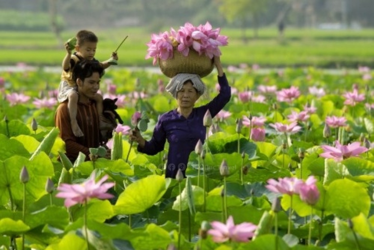 Giới Thiệu Tổng Quan Du Lịch Về Tỉnh Đồng Tháp