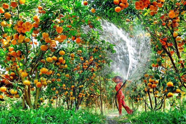 Tour Làng Hoa Sa Đéc - Vườn Quýt Hồng Lai Vung Đồng Tháp 1 ngày